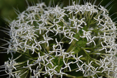 Pavetta siphonantha